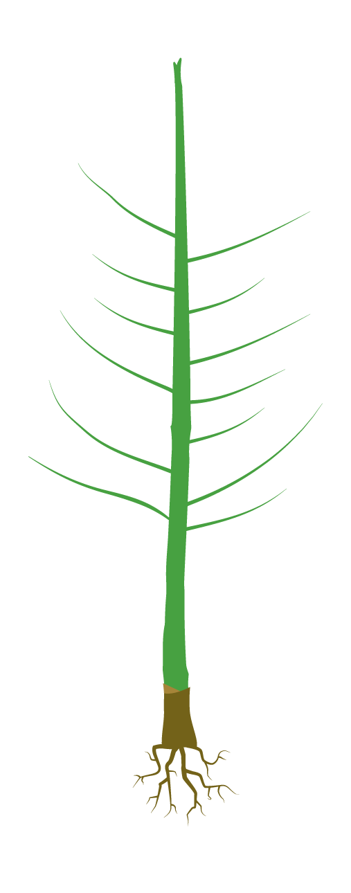 Tipologie di piante | Certiplant